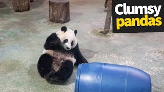 Cute and Clumsy Panda Compilation 2019  Pandas are Awesome [upl. by Inahteb226]