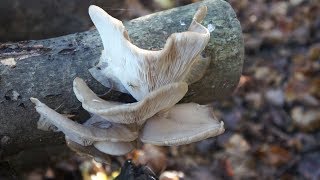 Faire pousser des champignons comestibles [upl. by Emory]