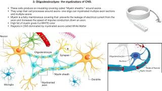 Neuroglia cells [upl. by Ledah389]