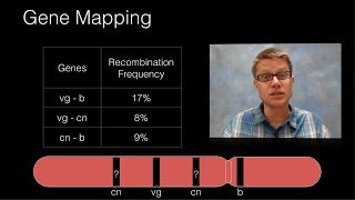 Genetic Recombination and Gene Mapping [upl. by Fagen]