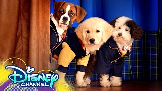 Theme Song 🎶 ft Dakota Lotus  Pup Academy  Disney Channel [upl. by Adiari]