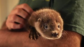 Reintroducing The Elusive Otter  Wild Rescue  BBC Earth [upl. by Llerrehs881]