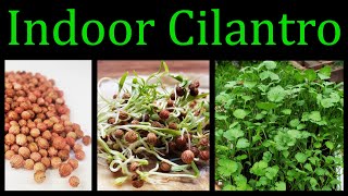 How To Grow Cilantro Coriander Indoors  The Definitive Guide [upl. by Trisa]