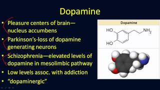 Neurotransmitters Overview [upl. by Elwyn]