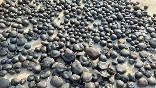 Shaligram stone  shaligram shila gandaki river shaligram  shaligram [upl. by Powe]