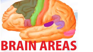 Functional Brain Areas  Brain Anatomy Cortex [upl. by Agata19]