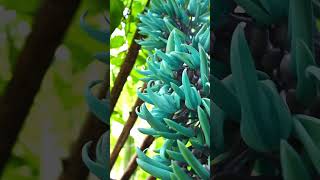 Strongylodon macrobotrys Jade Vine at Bamboo Land Australia [upl. by Arnoldo]