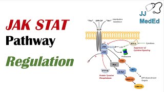 JAK STAT Signaling Pathway Regulation [upl. by Ardle]