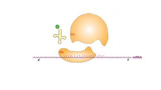 Protein Synthesis Inhibitors antibiotics animation video [upl. by Soloma289]