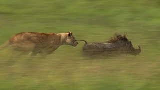 Mother Lioness Hunts Warthog  BBC Earth [upl. by Dewees715]