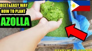 How to plant azolla  easy way to cultivate azolla [upl. by Swarts94]