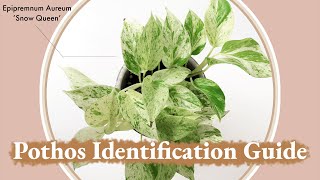 Pothos Identification Guide  Epipremnum Aureum Marble Queen vs Snow Queen [upl. by Anthiathia]