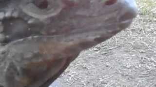 Lizard Greets Man Like A Dog 2 [upl. by Rann]