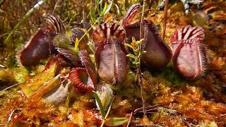 Cephalotus follicularis and more Carnivorous Plants of Albany [upl. by Thackeray]