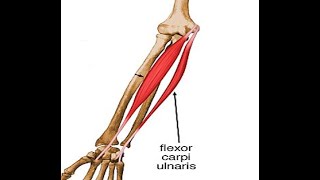 Two Minutes of Anatomy Flexor Carpi Ulnaris [upl. by Naesyar]