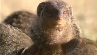 Banded Mongooses Grooming and Looking Out for Danger  Bands on the Run  BBC Earth [upl. by Hewes104]