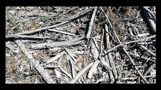 Deforestation awareness video [upl. by Rodrigo212]