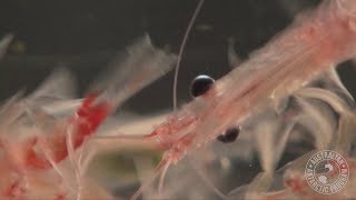 Antarctic Krill [upl. by Vershen747]