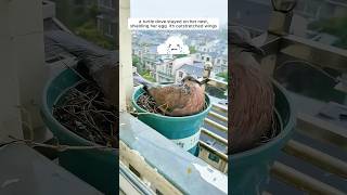 A woman supported a mother turtle dove in raising her chicks [upl. by Mcclimans]