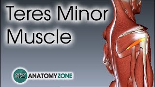 Teres Minor  Muscle Anatomy [upl. by Allissa]