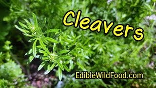 Cleavers Identification Edible and Medicinal Cleavers [upl. by Isyad]