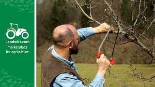 Obstbäume richtig schneiden  landwirtcom [upl. by Iaras]