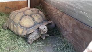 Outdoor DIY Sulcata Tortoise Housing In Cooler Climates [upl. by Stephana]