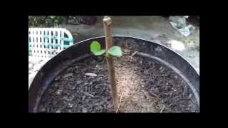 How To Grow Fruit Trees From Cuttings By Rick Gunter [upl. by Dehlia351]