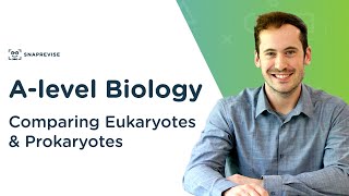 Comparing Eukaryotes amp Prokaryotes  Alevel Biology  OCR AQA Edexcel [upl. by Silletram588]