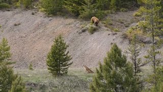 BEAR vs MTN LION  Crazy Mountain Lion Encounter [upl. by Ravi]