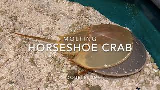 Molting Horseshoe Crab and Species Facts [upl. by Thomey220]