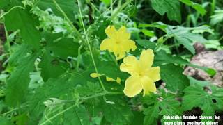 Momordica charantia bitter melon bitter apple bitter gourd bitter squash balsampear plant [upl. by Akemahc]