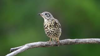 Ökse ardıcı » Mistle Thrush » Turdus viscivorus [upl. by Barby]