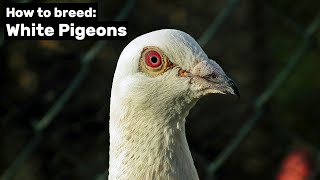 How to breed White Pigeons [upl. by Koralie754]