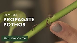 How to Propagate Pothos Epipremnum aureum — Ep 109 [upl. by Draneb]