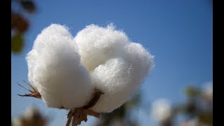 Cotton Farming News in Depth Documentary by Pennipher SNyirenda [upl. by Ased114]