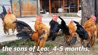 Ayam Serama Bulgaria  Malay Leo amp sons [upl. by Ataliah]