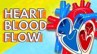 How Blood Flows Through the Heart [upl. by Ilowell]