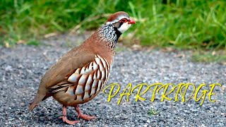 Partridge Sound  Bird Sounds [upl. by Ranique360]