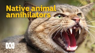 Feral cats  Australias native animal annihilators 😼🦜  Meet the Ferals Ep 2  ABC Australia [upl. by Edmond154]