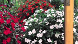 SunPatiens® Impatiens at Home [upl. by Vedette]