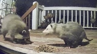 Raccoon Possum Cat Encounters Compilation [upl. by Ynohtna]