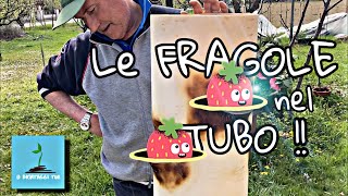 Le fragole nel tubo [upl. by Burnham]