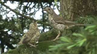 Grive draine Turdus viscivorus  26 avril 2015 [upl. by Monarski420]