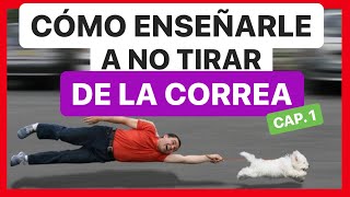 ENSEÑA a tu PERRO a NO TIRAR de la CORREA en 10 MINUTOS ► SOLUCIÓN ✅1º Parte [upl. by Ahsiadal]