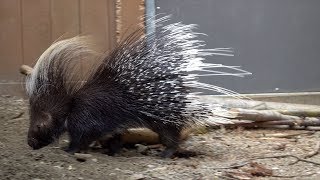 Porky the Porcupine [upl. by Michail]