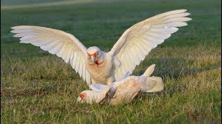 Corella  Their Squawk Is Bigger Than Their Bite  Long Billed Corellas Melbourne [upl. by Blackmore685]