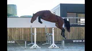 Casimiro de Spalbec Z Chacoon Blue x Carthago  Stallion 2022 [upl. by Ng]