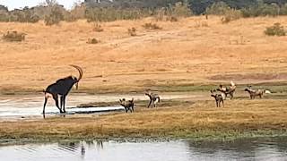 Painted wild dogs attacking a Sable antelope [upl. by Alihs]