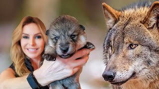 SUPER WOLFDOG PUPPIES  How to train  socialise them [upl. by Karil226]